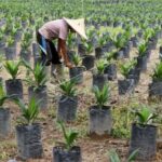 perawatan bibit sawit agar cepat tumbuh