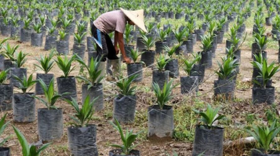 perawatan bibit sawit agar cepat tumbuh