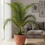 keuntungan menanam kelapa dalam pot dirumah