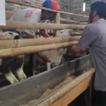 ternak kambing menguntungkan