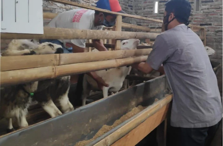 ternak kambing menguntungkan