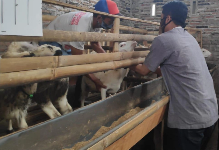 ternak kambing menguntungkan