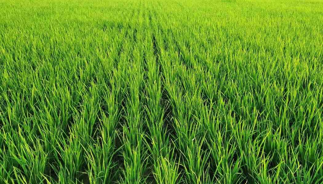 Pengupas Padi Sistem Rol