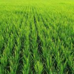 Pengupas Padi Sistem Rol