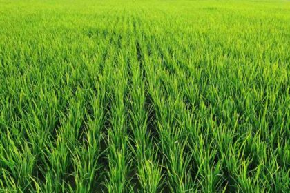 Pengupas Padi Sistem Rol