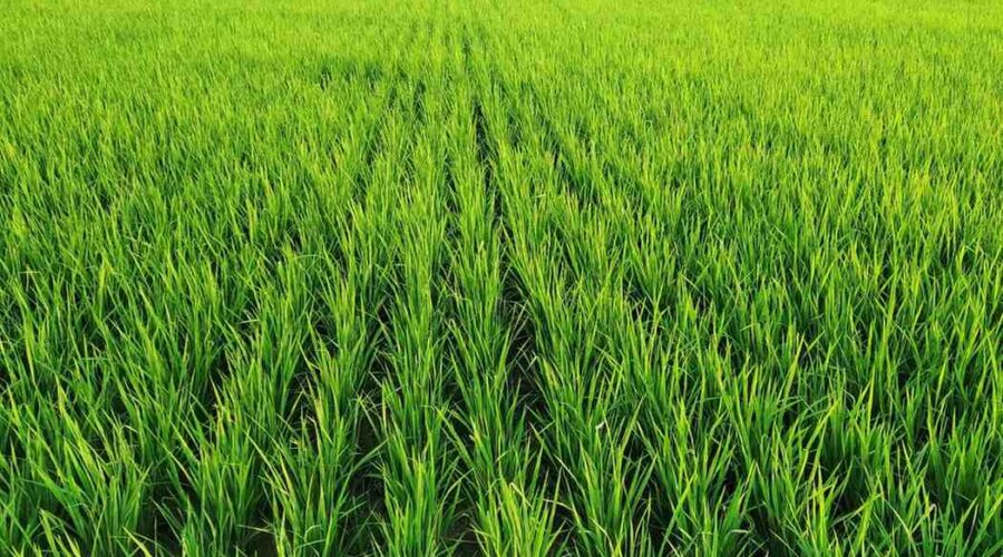 Pengupas Padi Sistem Rol