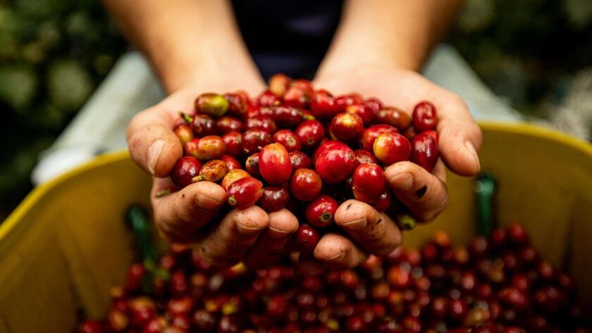 Fungsi mesin kupas kopi