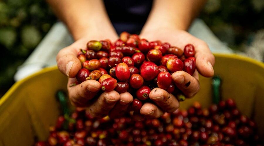 Fungsi mesin kupas kopi