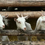 pelatihan bisnis ternak kambing