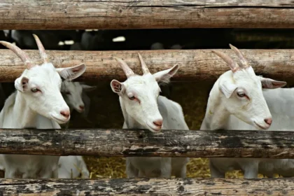 pelatihan bisnis ternak kambing