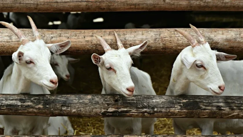 pelatihan bisnis ternak kambing