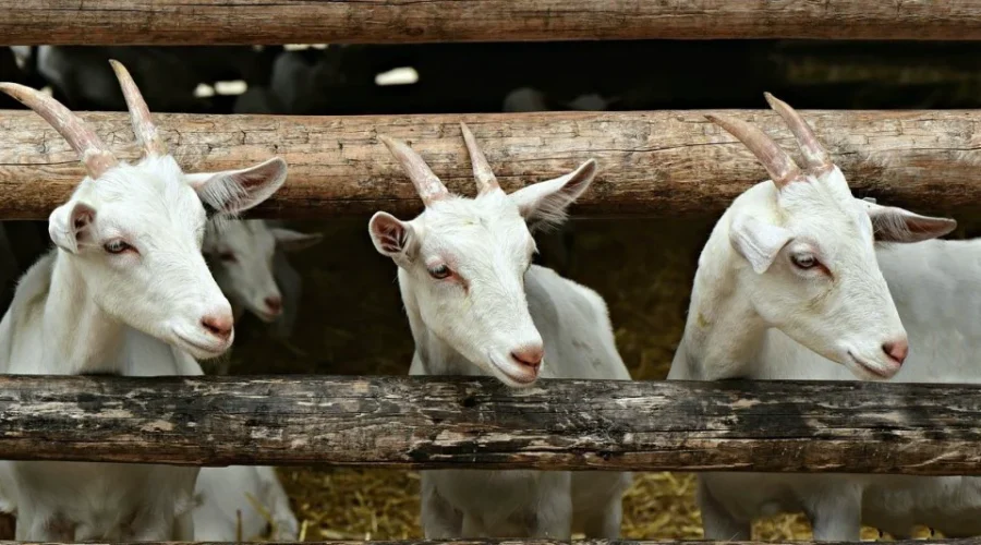 pelatihan bisnis ternak kambing