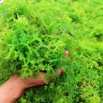 cara mengolah rumput laut