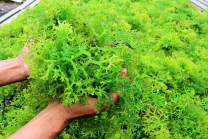 cara mengolah rumput laut
