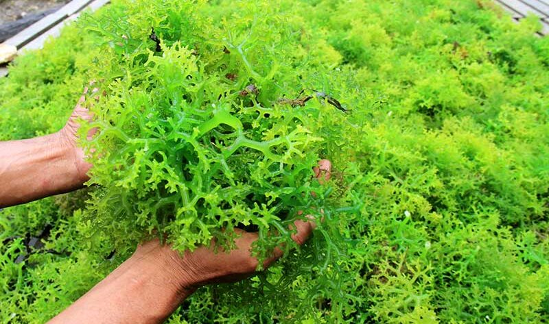 cara mengolah rumput laut