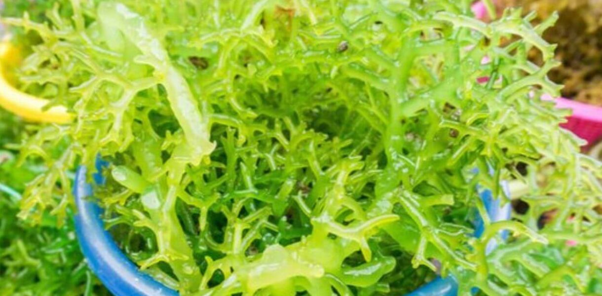 usaha produk rumput laut