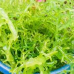 usaha produk rumput laut
