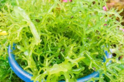 usaha produk rumput laut