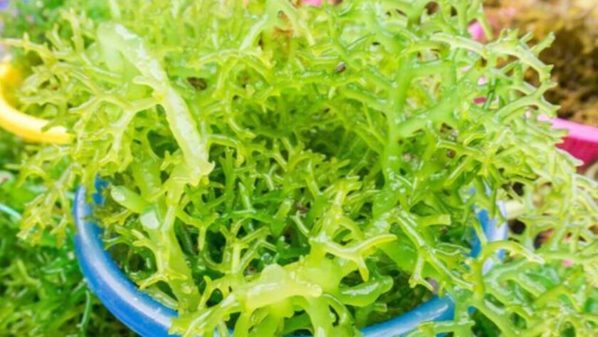 usaha produk rumput laut