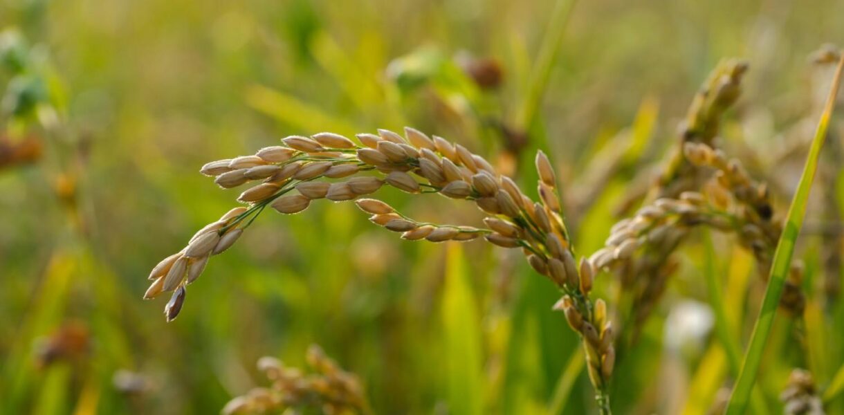 Peran Mesin Panen Padi