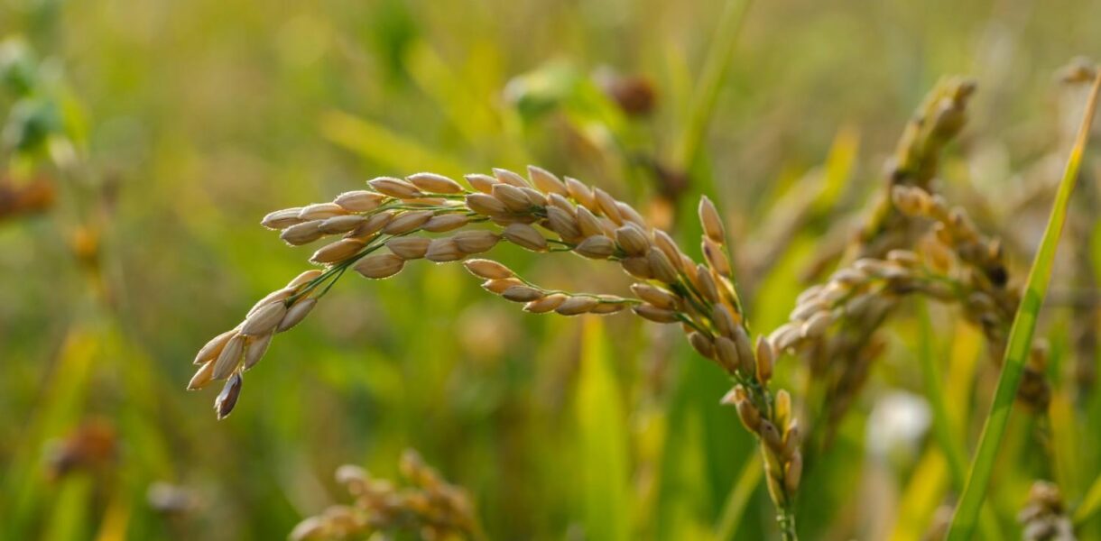 strategi perawatan mesin pertanian