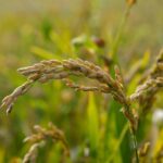 strategi perawatan mesin pertanian