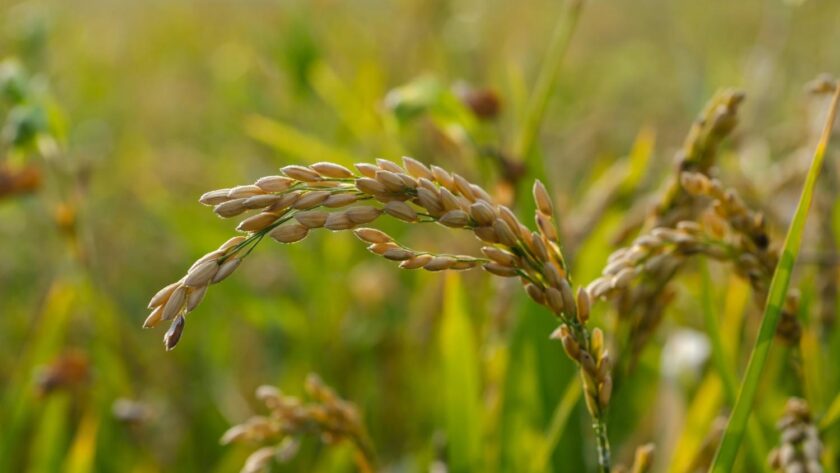 strategi perawatan mesin pertanian