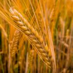 Tujuan Mobil Mesin Penggiling Padi