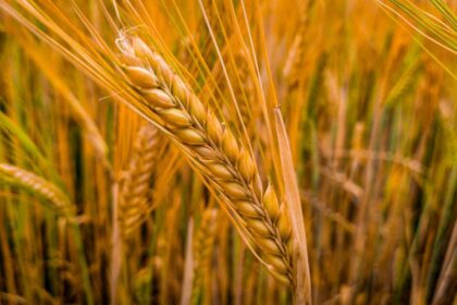 Tujuan Mobil Mesin Penggiling Padi