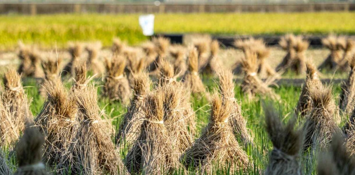 contoh alat mesin pasca panen