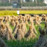 contoh alat mesin pasca panen