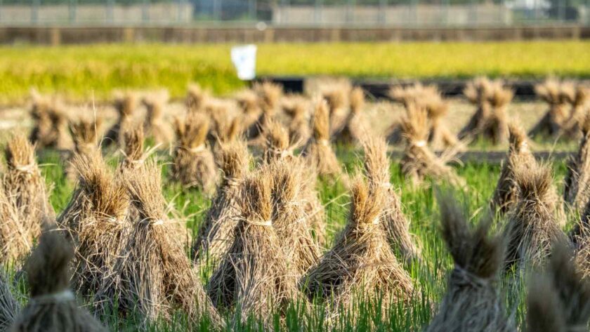 contoh alat mesin pasca panen