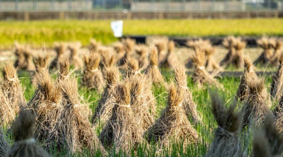 contoh alat mesin pasca panen