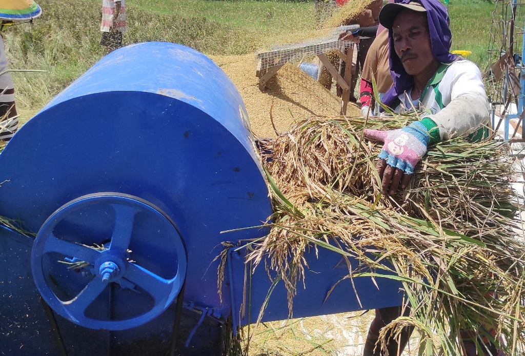 Cara kerja gigi perontok padi pada mesin power thresher pertanian modern.