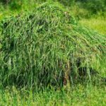 perbedaan rumput segar
