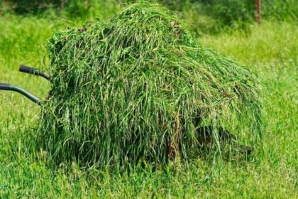 perbedaan rumput segar