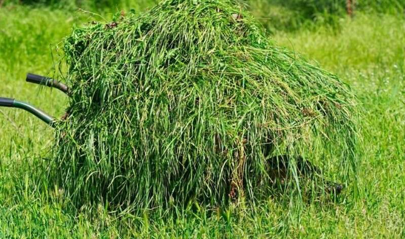 perbedaan rumput segar