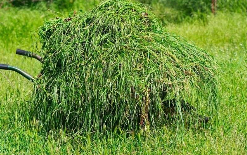 perbedaan rumput segar