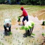cara menjaga kedalaman tanam padi