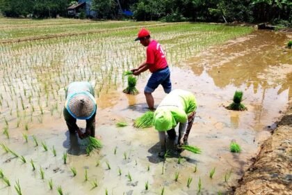 cara menjaga kedalaman tanam padi