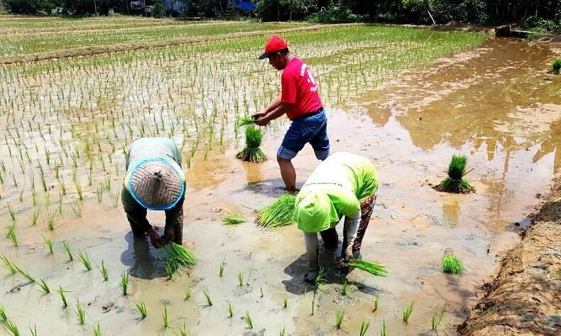 cara menjaga kedalaman tanam padi