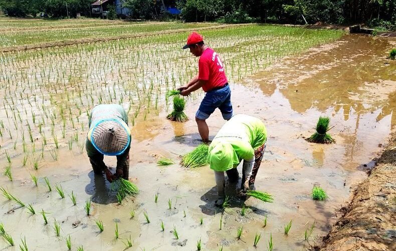 cara menjaga kedalaman tanam padi