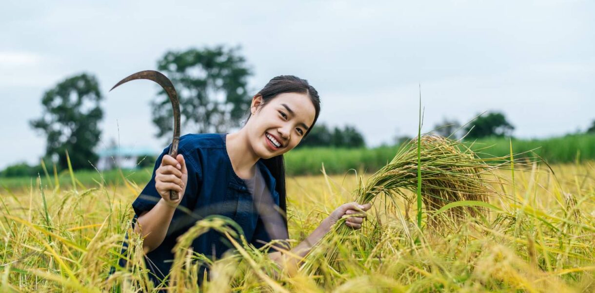 teknologi modern untuk meningkatkan efisiensi panen padi