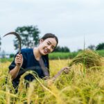 teknologi modern untuk meningkatkan efisiensi panen padi