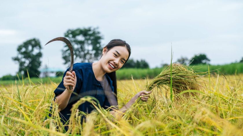 teknologi modern untuk meningkatkan efisiensi panen padi