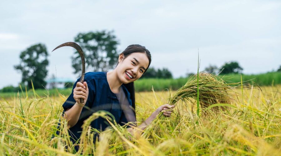 teknologi modern untuk meningkatkan efisiensi panen padi