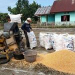 menjaga kualitas gabah panen