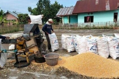 menjaga kualitas gabah panen