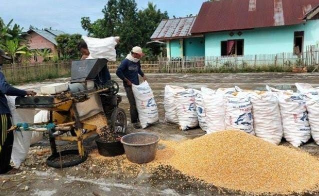 menjaga kualitas gabah panen
