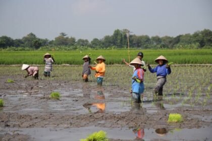 kesuburan tanah sawah